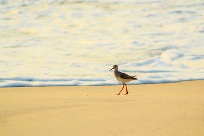 Close-up of bird perching on sand at beach