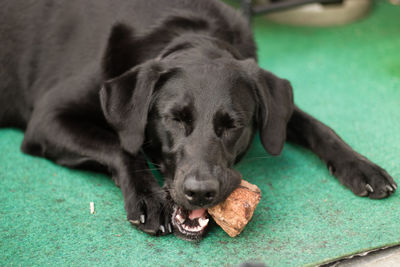 Close-up of dog