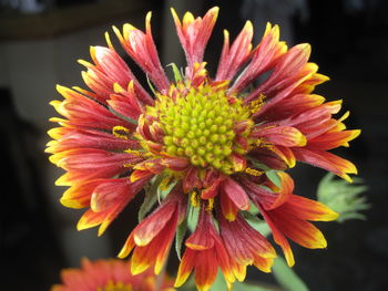 Close-up of pink flower