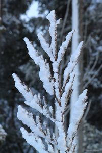 Close-up of frost on snow