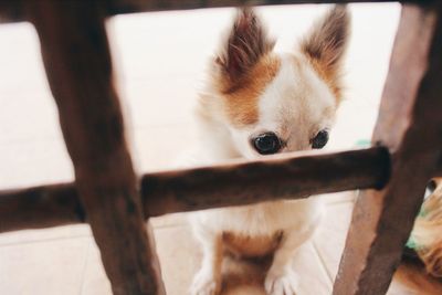 Portrait of a dog resting