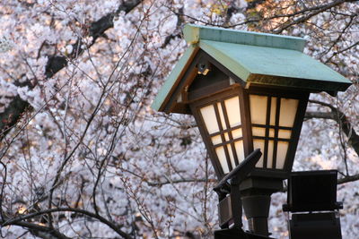 Low angle view of cherry blossom on tree