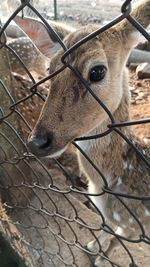 Close-up of deer in zoo