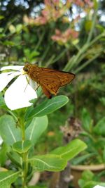 Close-up of butterfly pollinating flower