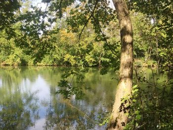 Scenic view of lake in forest