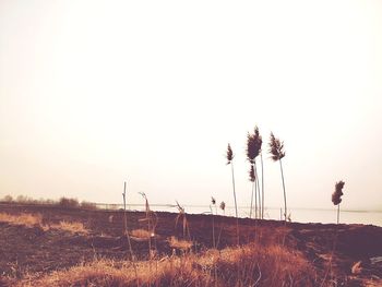 Plants on field against clear sky