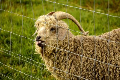 Sheep sticking tongue out of fence