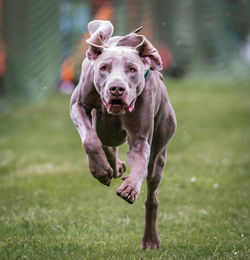 Close-up of dog running on grassy field