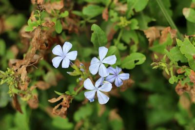 Close-up of white flowers blooming outdoors