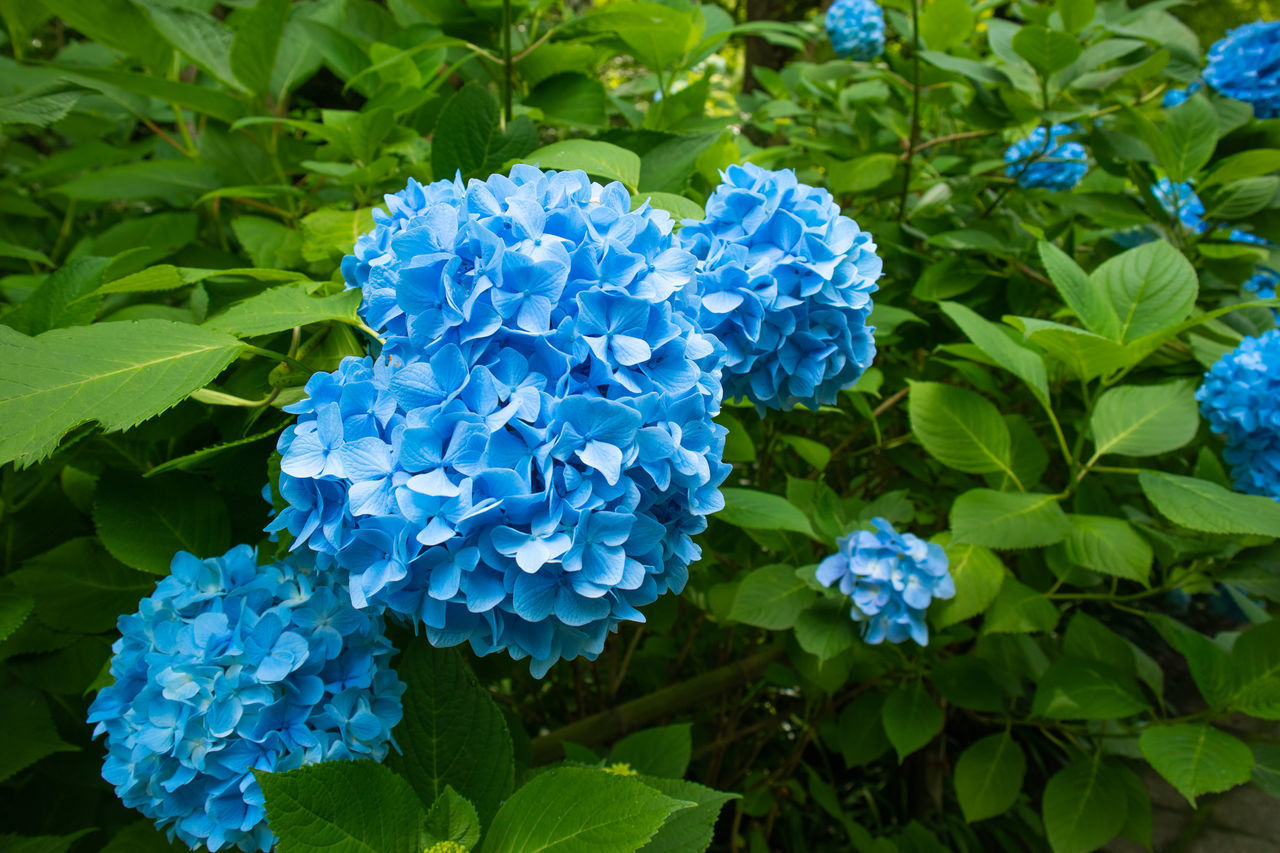 CLOSE-UP OF BLUE HYDRANGEAS IN PARK