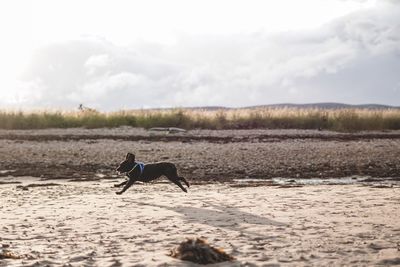 Dog standing on a land running joy play run