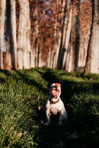 Portrait of dog sitting on field