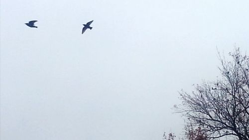 Low angle view of bird flying against clear sky
