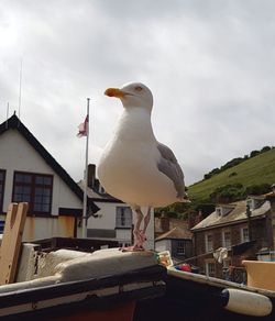 Seagull perching on retaining wall against sky