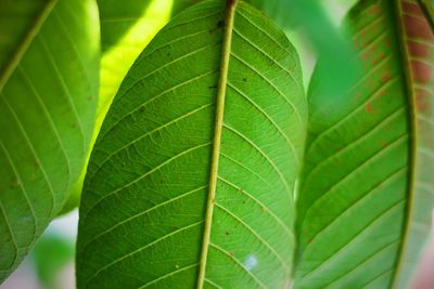 Close-up of green leaves