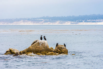 Cormorants perching on rock in sea