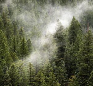 Pine trees in forest