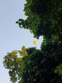 Low angle view of tree against sky