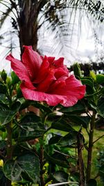 Close-up of red rose