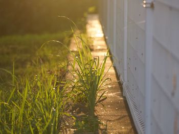 Close-up of plants growing on land at sunset