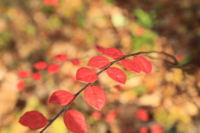 Close up of red flower