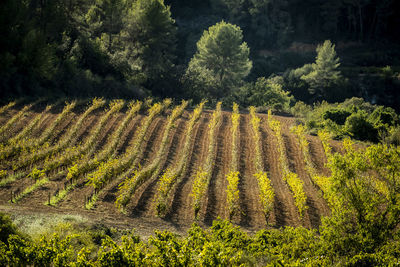 Landscape of vineyards during autumn in the wine-producing area of denomination of origin penedes 