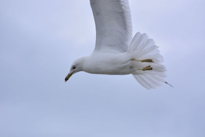 Low angle view of seagull flying in sky