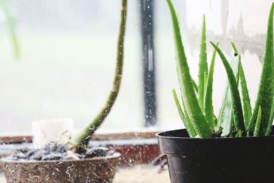 Close-up of potted plant against window
