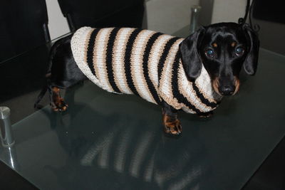 High angle view of dog looking away at home