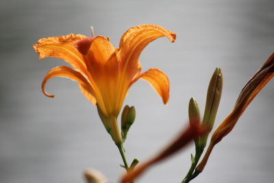 Close-up of day lily plant