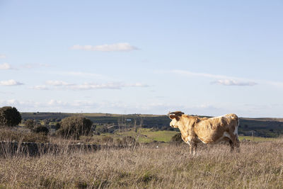 Cow standing in a field