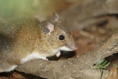 Close up of cute mouse sitting on branch on ground in autumn with black eye looking at camera