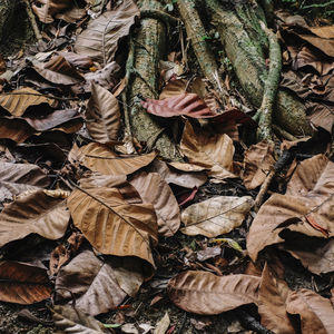 Close-up of dry leaves on tree trunk