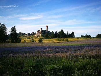 Scenic view of field against sky