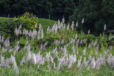 Panoramic view of plants and trees