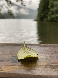 Close-up of yellow wood on lake