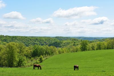 Horses grazing in a field