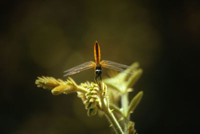 Close-up of insect on plant