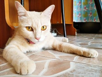 Close-up portrait of cat at home