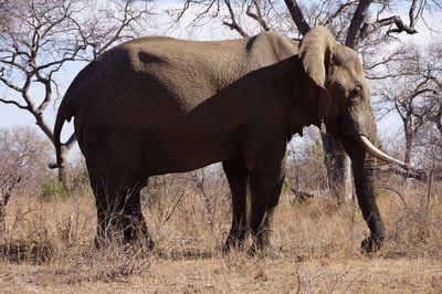 Side view of elephant standing on field