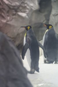 High angle view of two birds on rock