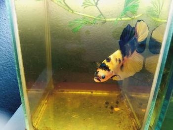 View of fish swimming in aquarium