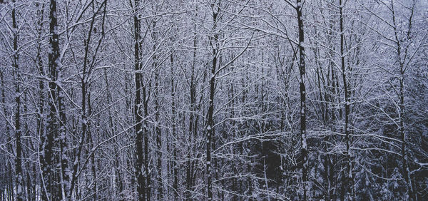 Full frame shot of leaf