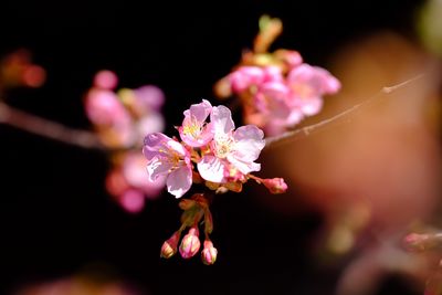 Close-up of pink flowers