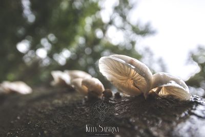 Close-up of shell on tree