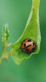Close-up of ladybug on leaf