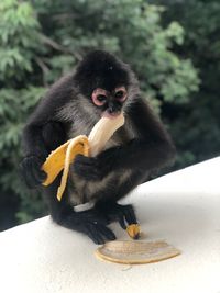 Monkey eating banana outdoors