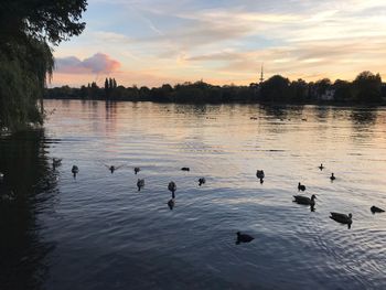 Ducks swimming in lake against sky during sunset
