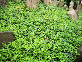 Plant growing on tree trunk