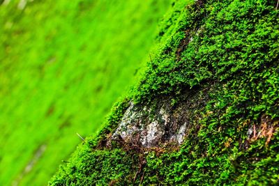 Close-up of moss on tree trunk